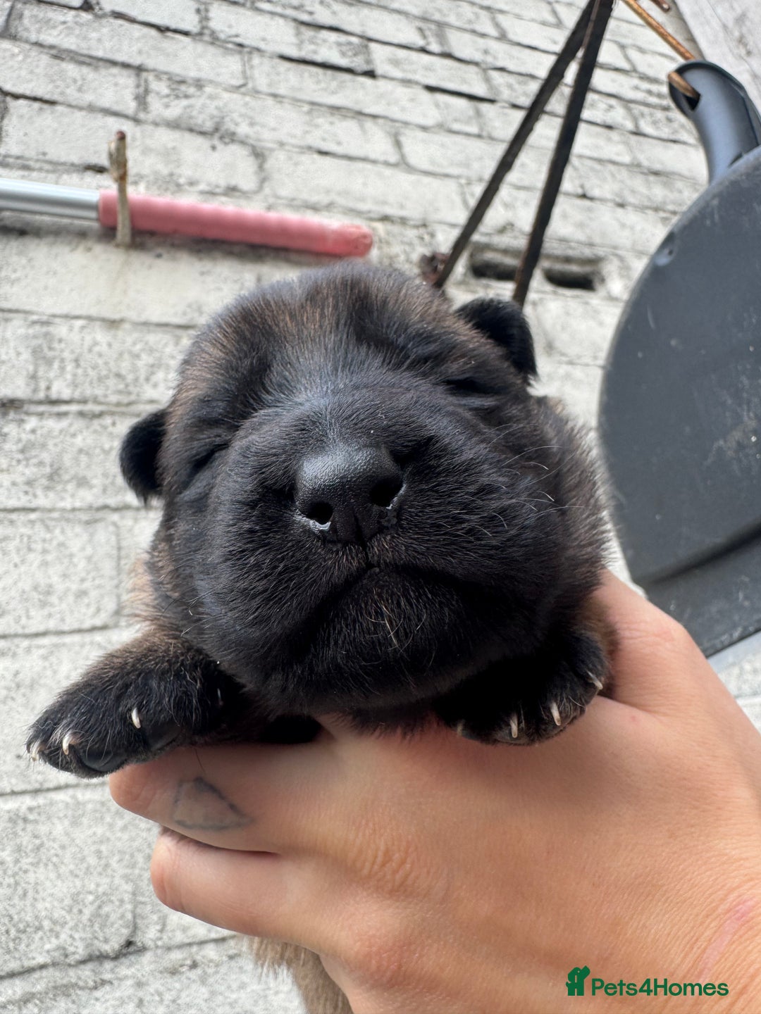 German Shepherd dogs for sale: Working line German shepherd  - Image 5