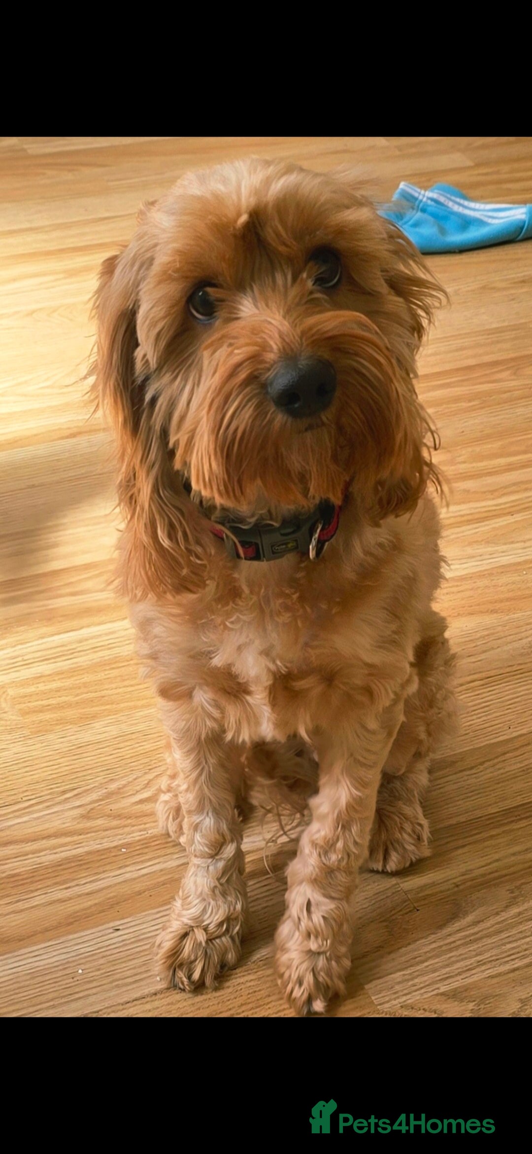 Cockapoo dogs for sale: Cockapoo puppies - Image 10