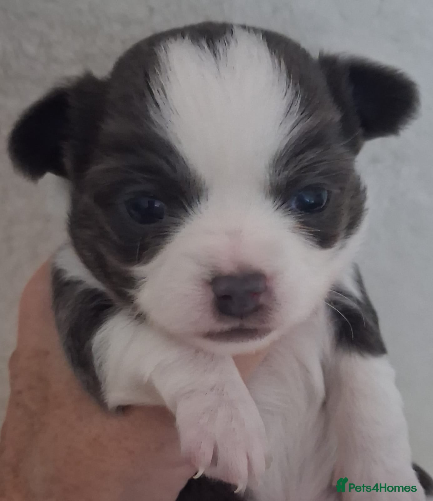 Chihuahua dogs Excellent pedigree long haired chihuahuas  - Advert 15