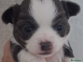 Chihuahua dogs Excellent pedigree long haired chihuahuas - Advert 10