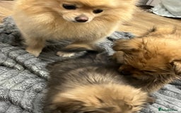 Pomeranian dogs for sale: 3 male pomaranian - Image 4