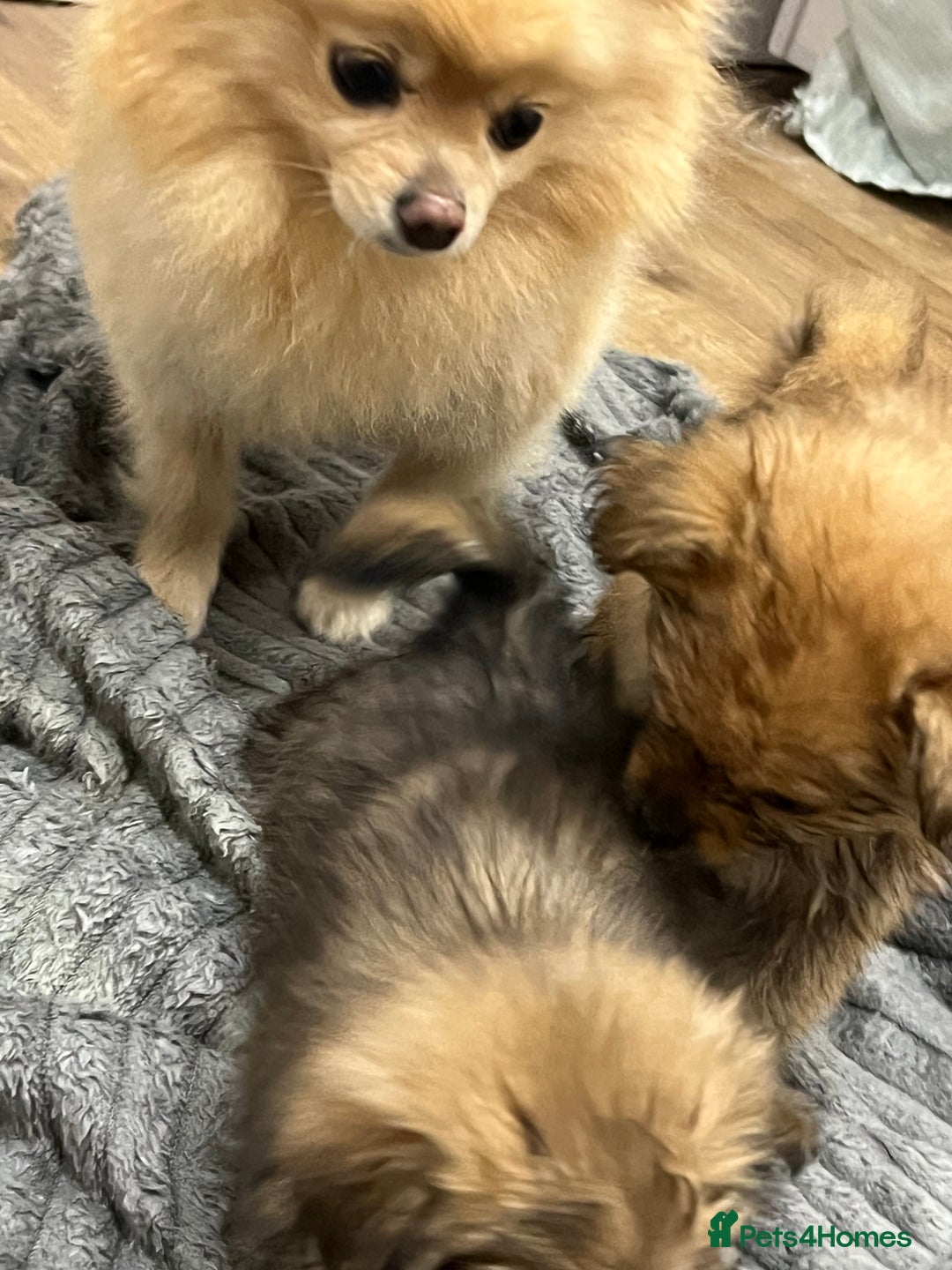 Pomeranian dogs for sale: 3 male pomaranian - Image 4