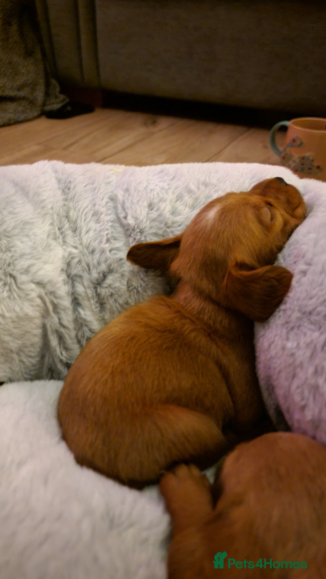 Mixed Breed dogs for sale: Frenchie x cockerpoo pups - Image 26