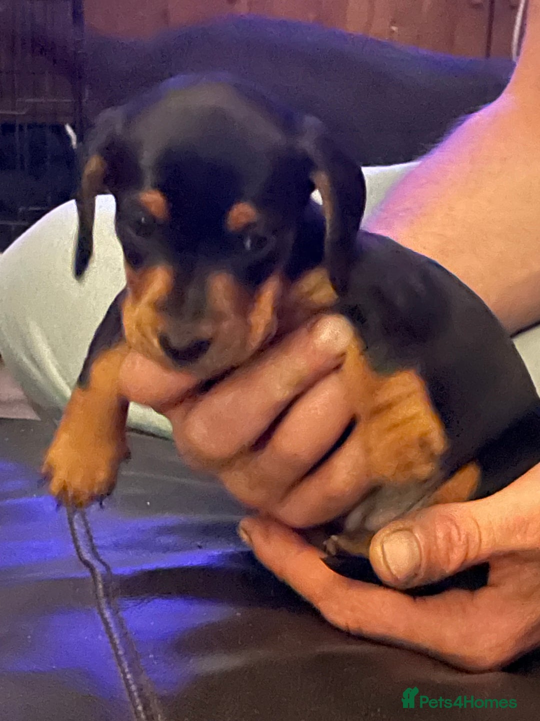 Miniature Dachshund dogs for sale: Male Miniature Dashshund pup for sale  - Image 6