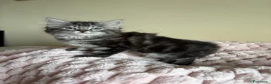 Mixed Breed Kitten 1