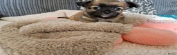 Chihuahua dogs for sale: Chihuahua puppy's  - Advert 10