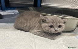 British Shorthair cats for sale: Beautiful British Shorthair Kittens  | From £500 - Image 3