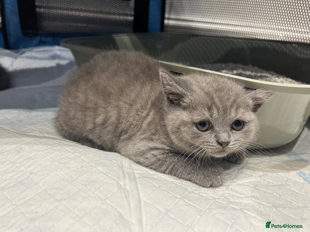 British Shorthair cats for sale: Beautiful British Shorthair Kittens  | From £500 - Image 3