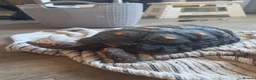 Tortoise reptiles for sale: Female Redfoot tortoise - Advert 8