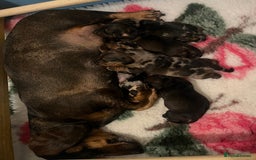 Dachshund dogs for sale: Beautiful Silver Dapple Sausage Puppies 🫶🏻✨🤎 - Image 5