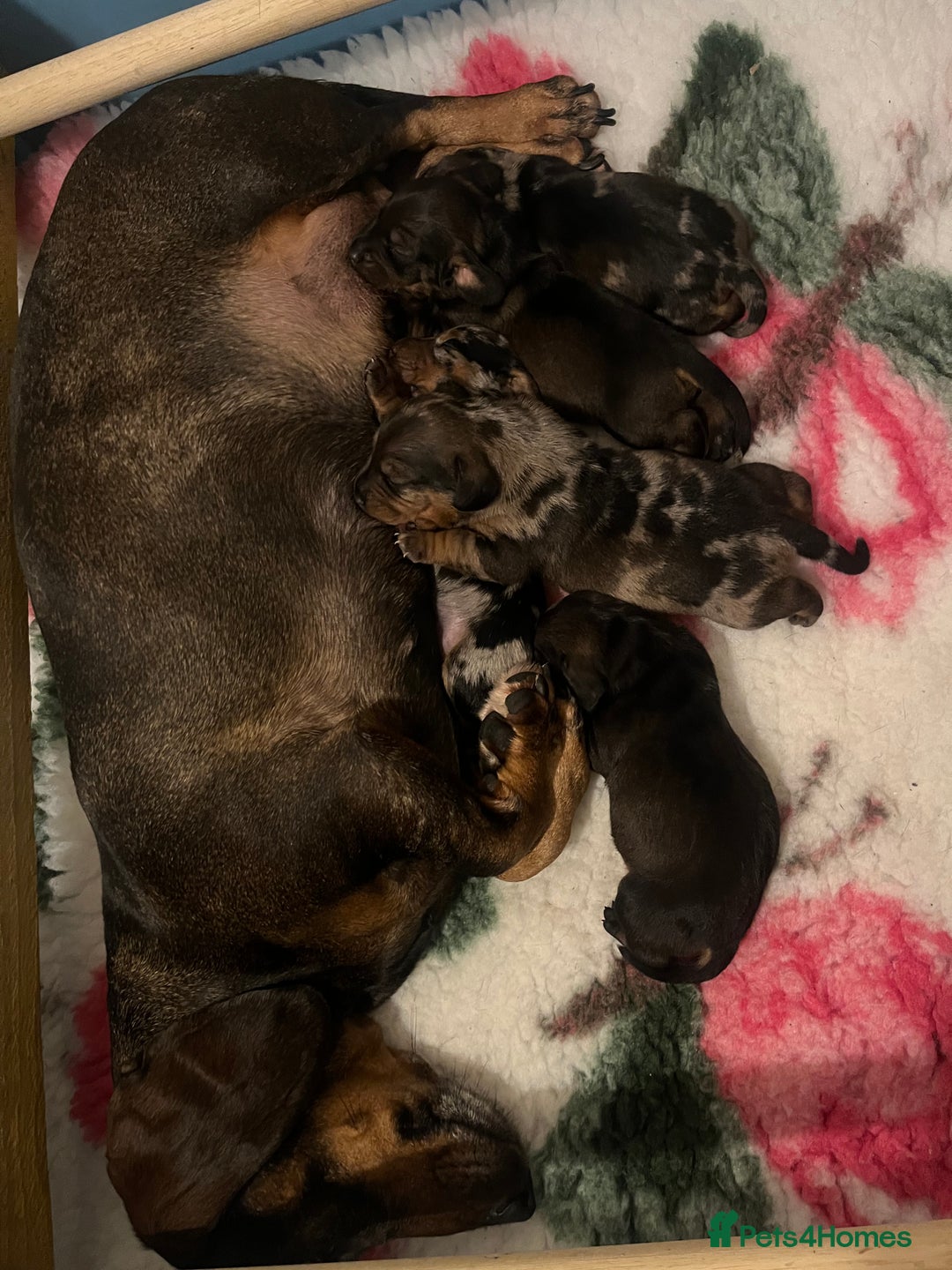 Dachshund dogs for sale: Beautiful Silver Dapple Sausage Puppies 🫶🏻✨🤎 - Image 5