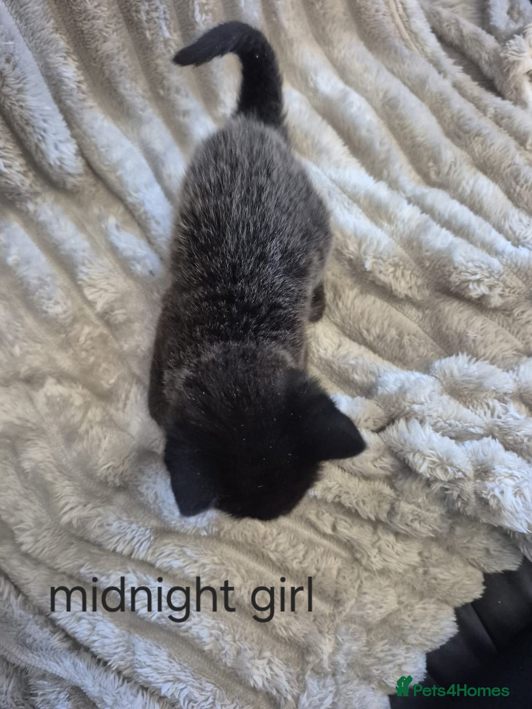 Mixed Breed cats for sale: Unusual litter for sale. 3 LEFT - Advert 4