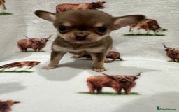 Chihuahua dogs for sale: Ready to go KC Chi pups - Image 4