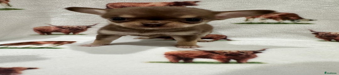 Chihuahua Puppy 1