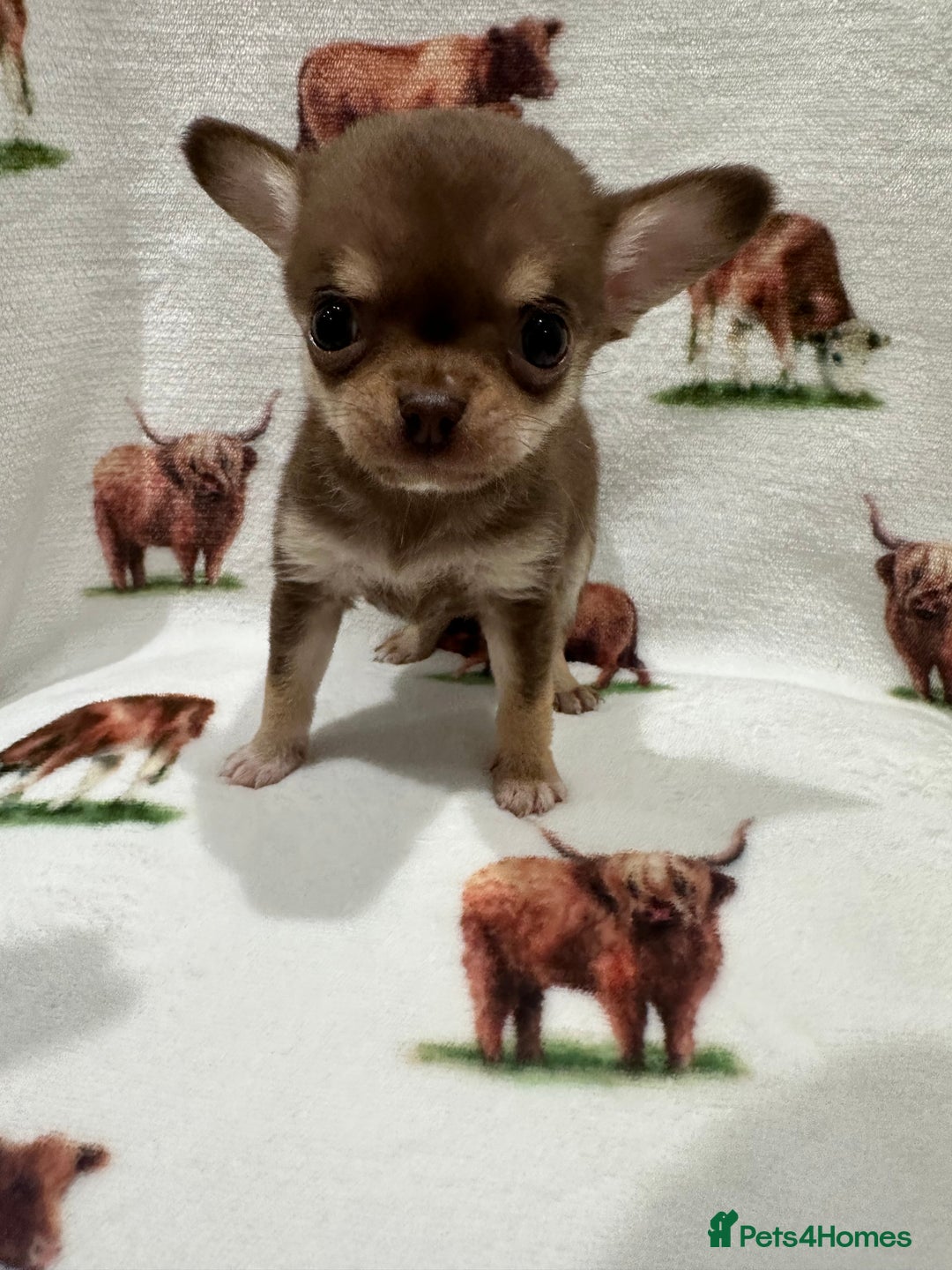 Chihuahua dogs for sale: Ready to go KC Chi pups - Image 4