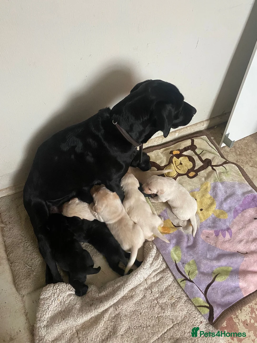 Labrador Retriever dogs for sale: Lovely Labrador puppies  in Bourne - Advert 29