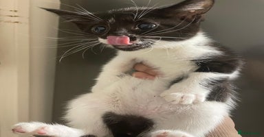 Domestic Shorthair cats - Advert 1