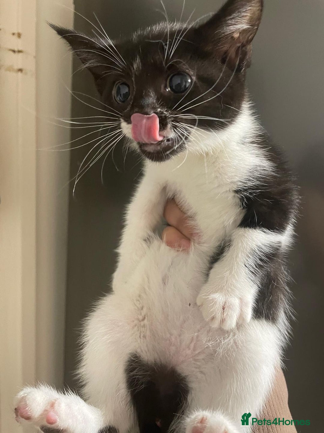 Domestic Shorthair cats for sale: Kittens For Sale! - Image 2
