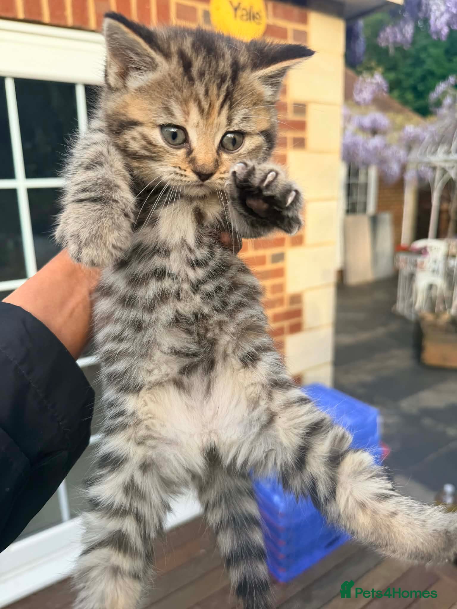 British Shorthair cats Stunning British Shorthair Kittens Ready Now! - Advert 2