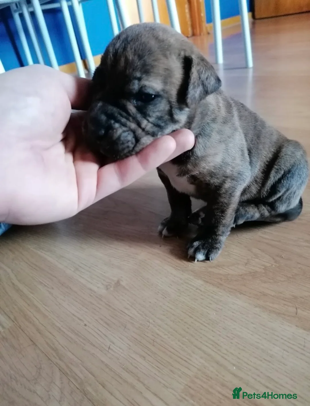 Mixed Breed dogs for sale: Mother and daughter, 3/4 Staffy 1/4 sharpei - Advert 4