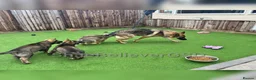 German Shepherd dogs for sale: KC Reg full health tested gorgeous pups ❤️ - Advert 30