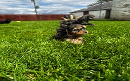 Cavapoo dogs for sale: Top Class Cavapoo pups double vaccinated! - Image 27