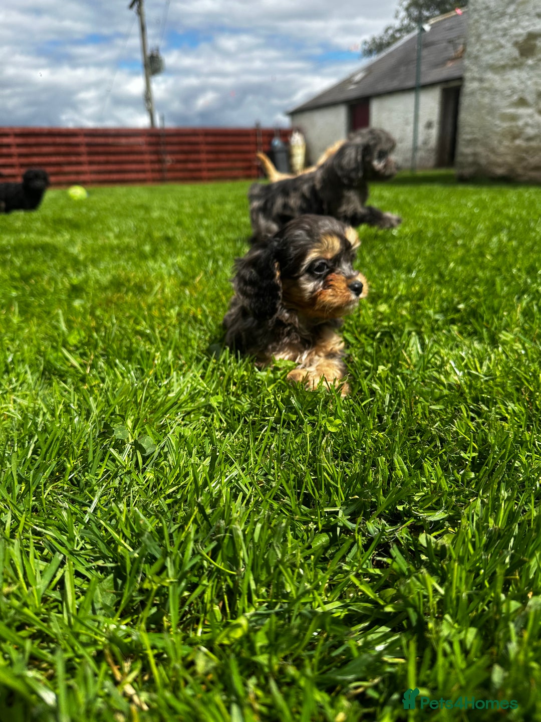 Cavapoo dogs for sale: Top Class Cavapoo pups double vaccinated! - Image 27