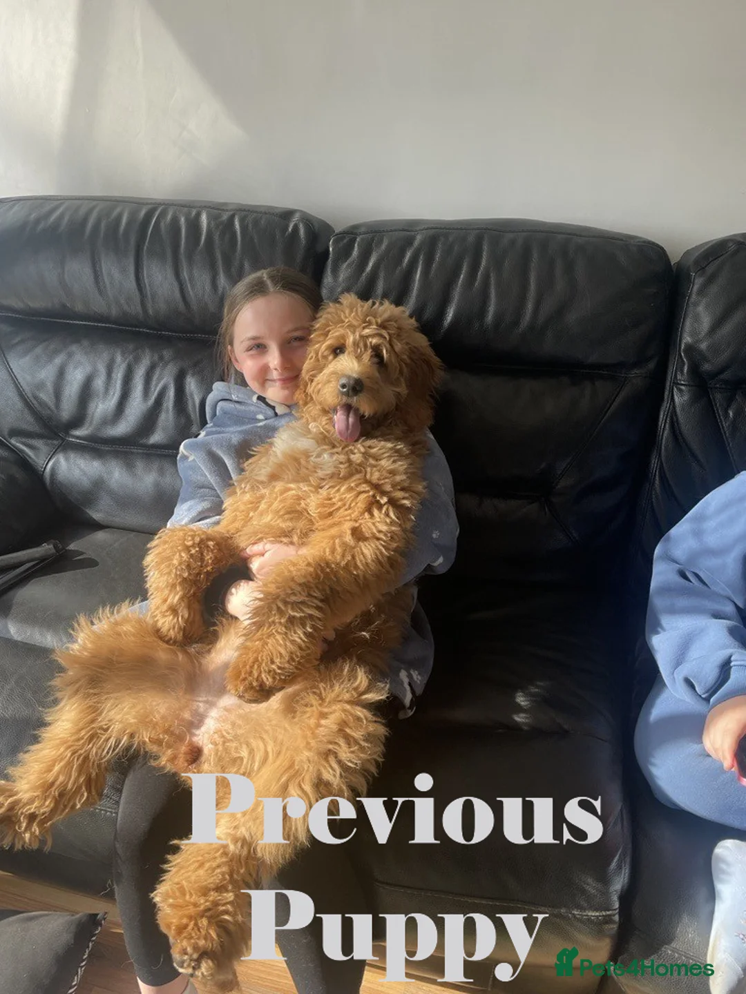 Double Doodle dogs for sale: Nell is expecting Double Doodles  - Advert 12