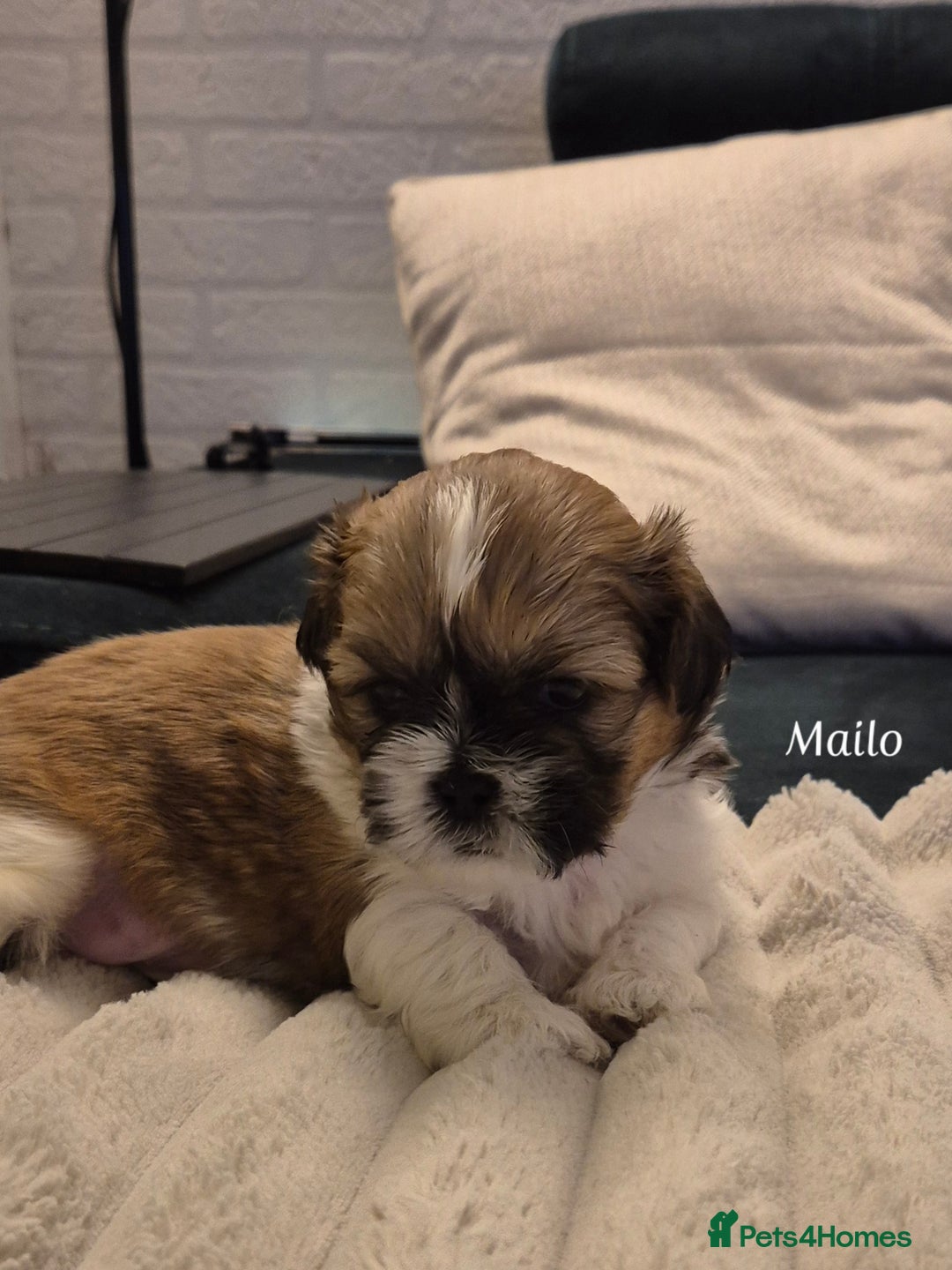 Shih Tzu dogs for sale: Beautiful shih tzu puppies  - Advert 5