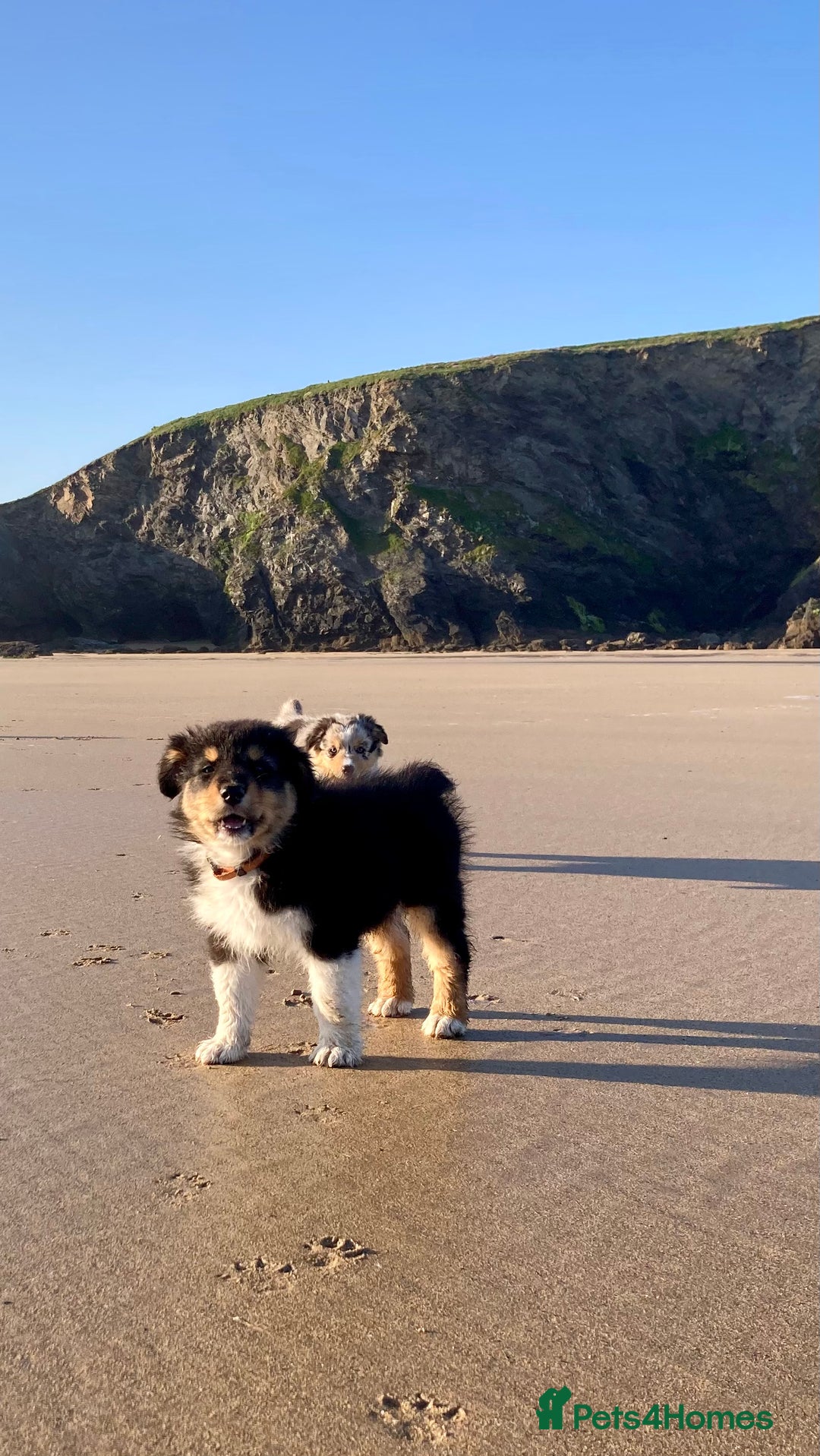 Australian Shepherd dogs for sale: Australian Shepherd Puppy 4 - Beautiful Australian Shepherd puppies - Image 8