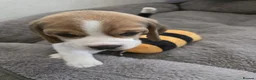 Beagle dogs for sale: KC REG PURE BEAGLE PUPPIES in Stoke-on-Trent - Advert 4