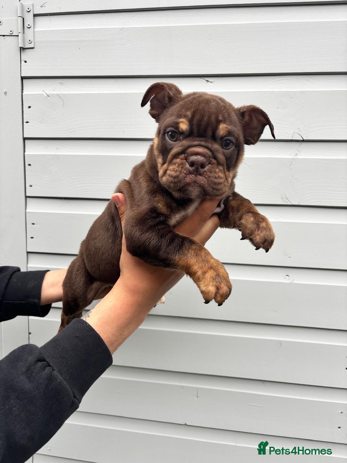 English Bulldog Puppy 9