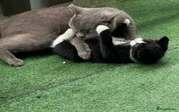 British Shorthair cats for sale: Adorable 9 weeks kitten half British shorthair  in Reading - Image 5