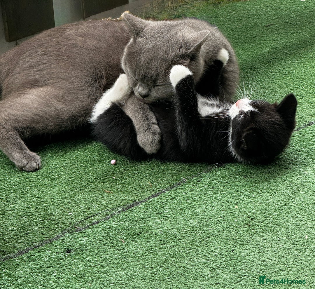British Shorthair cats for sale: Adorable 9 weeks kitten half British shorthair  in Reading - Image 5
