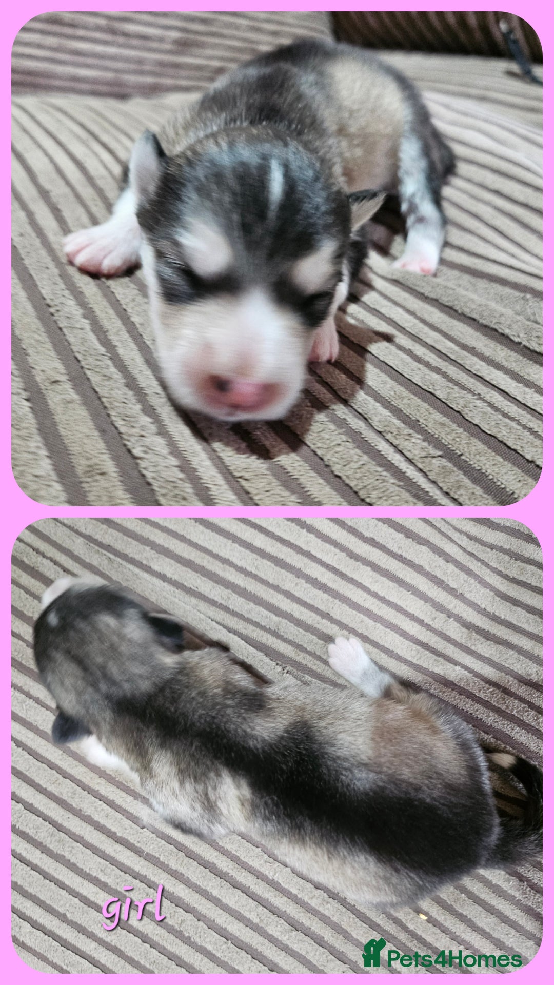 Alaskan Malamute dogs for sale: Alaskan Malamute puppies  - Advert 29