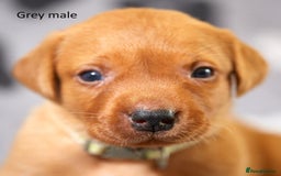 Labrador Retriever dogs for sale: Fox red labrador pups for sale - Image 9