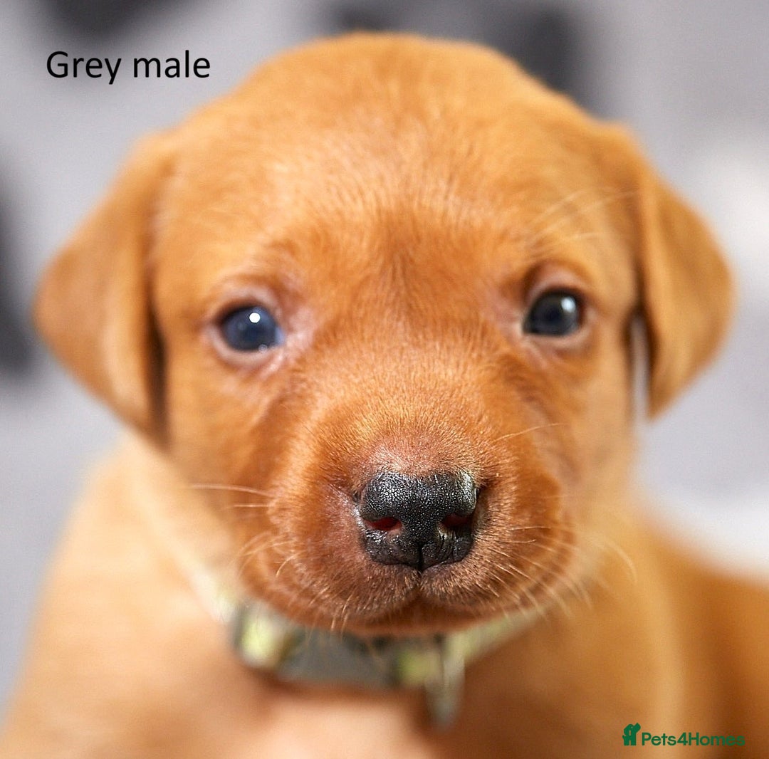 Labrador Retriever dogs for sale: Fox red labrador pups for sale - Image 9