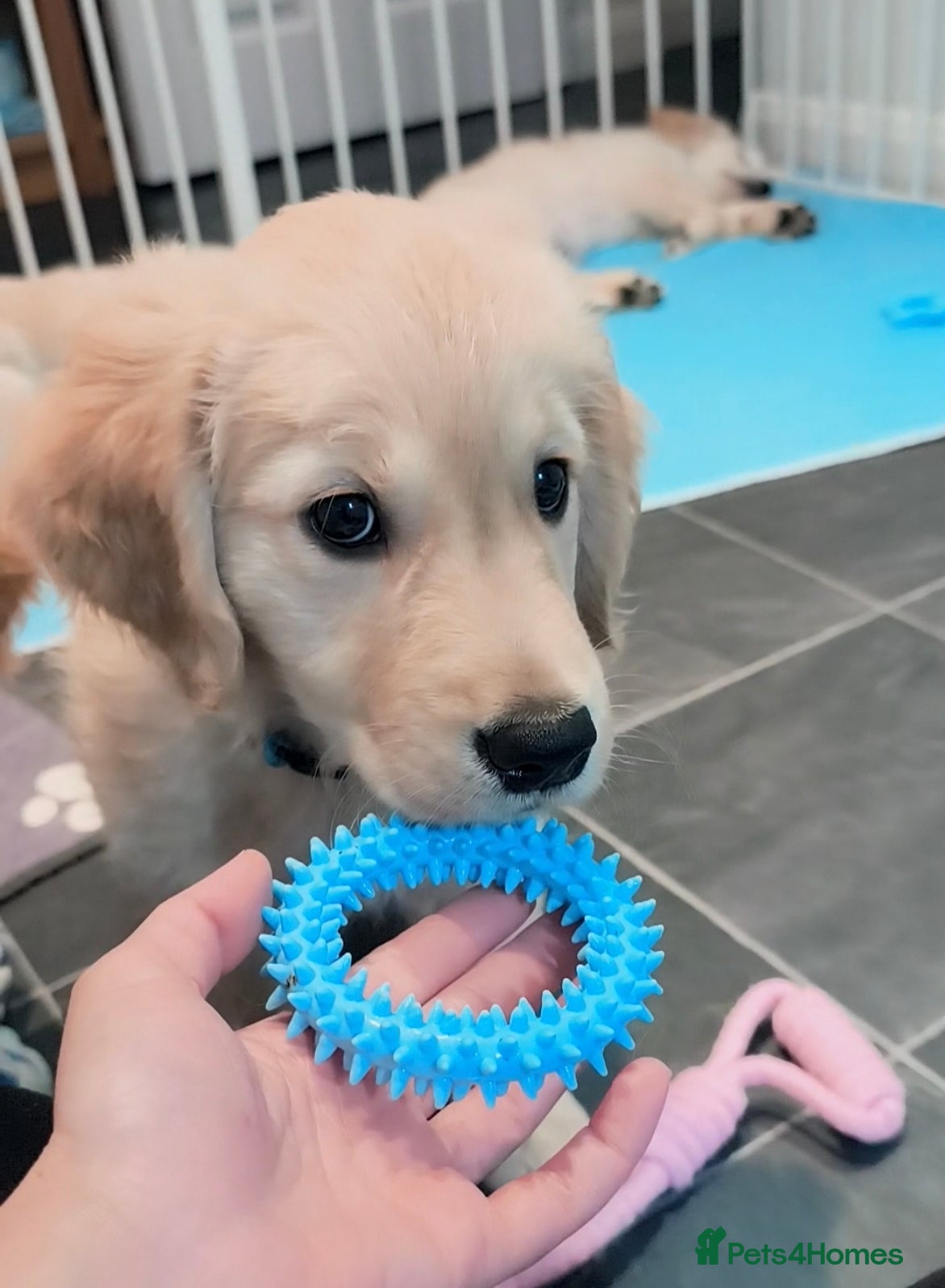 Golden Retriever dogs LAST ONE LEFT 🐶Gorgeous golden retriever puppies  - Advert 2