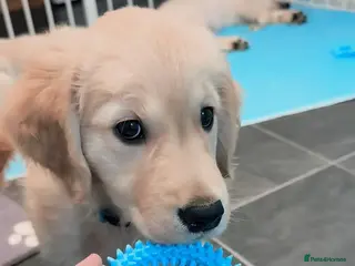 Golden Retriever dogs LAST ONE LEFT 🐶Gorgeous golden retriever puppies - Advert 3