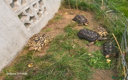Tortoise reptiles for sale: Leopard, red and yellow foot tortoise  - Image 2