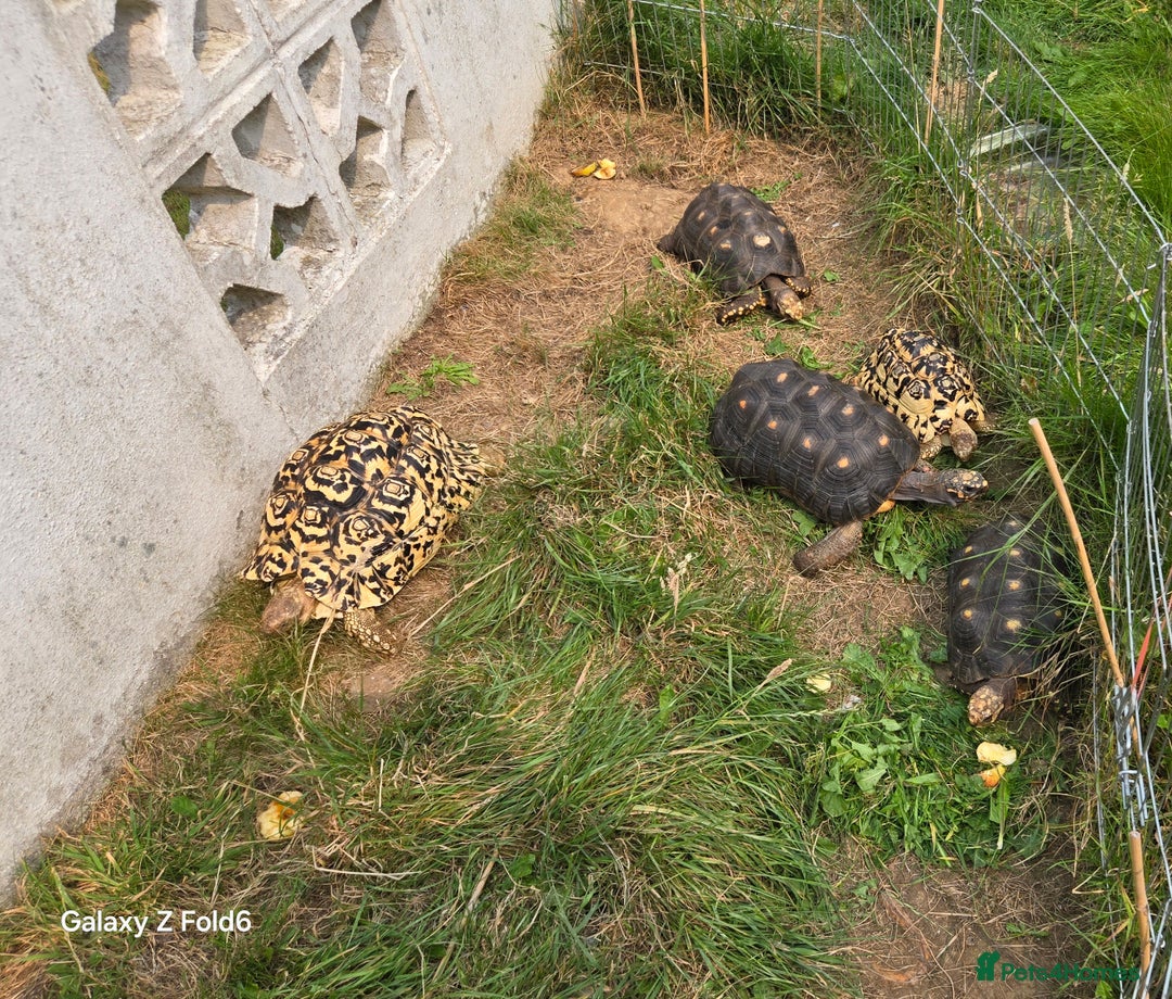 Tortoise reptiles for sale: Leopard, red and yellow foot tortoise  - Image 2