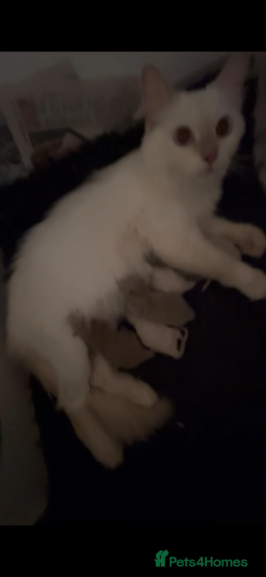 Ragdoll cats for sale: RARE CINNAMON CARRYING RAGDOLL KITTENS AVAILABLE  - Advert 40