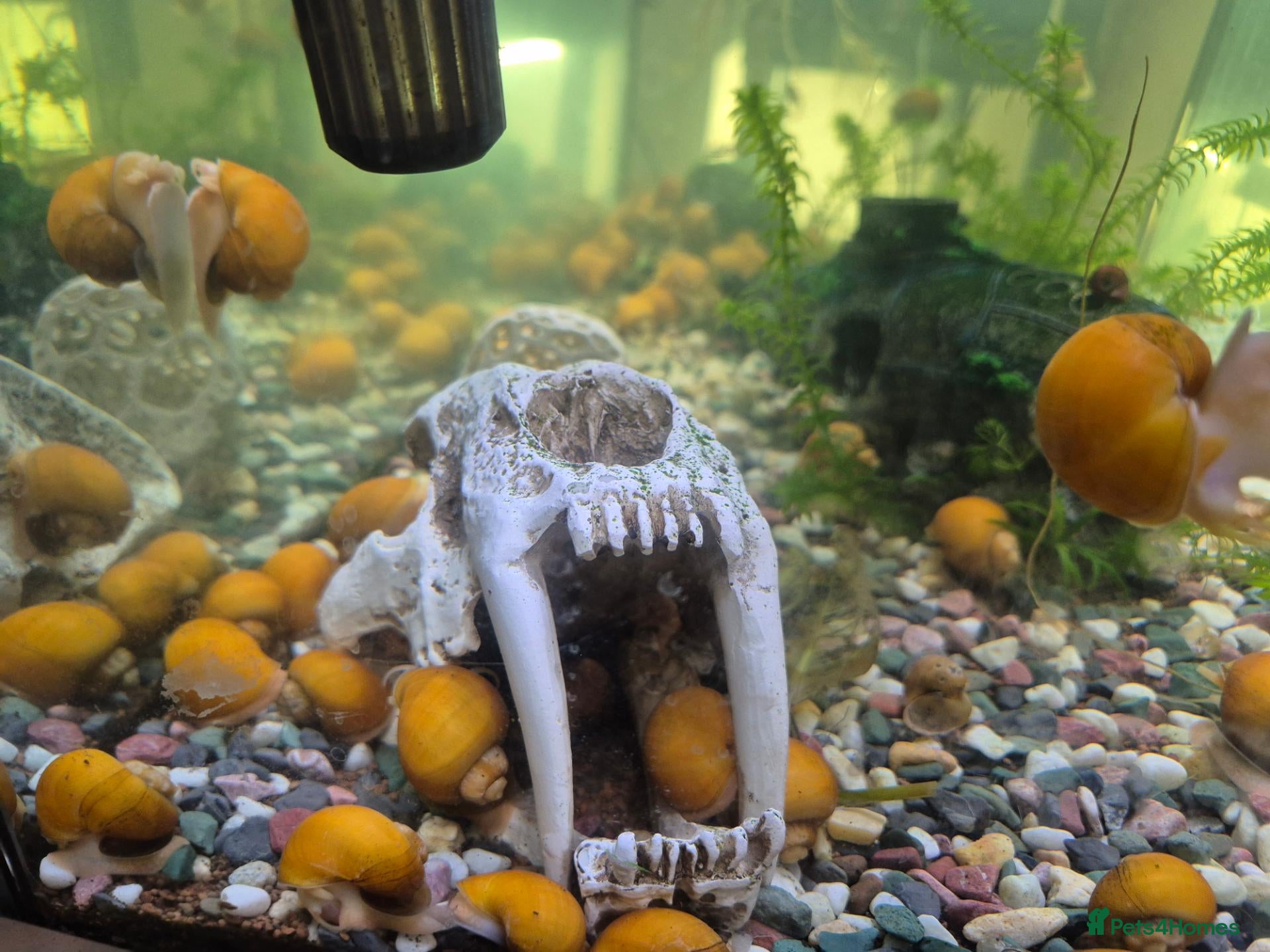 Snails fish for sale: Apple snails - Advert 17
