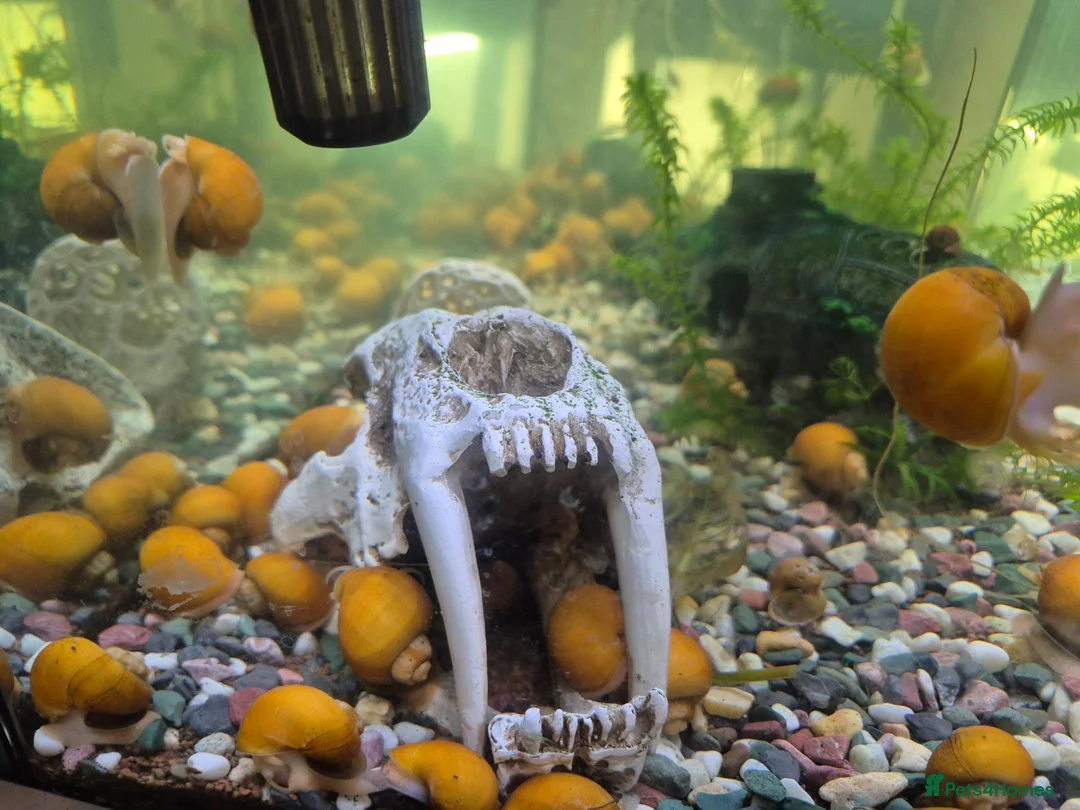 Snails fish for sale: Apple snails - Advert 1