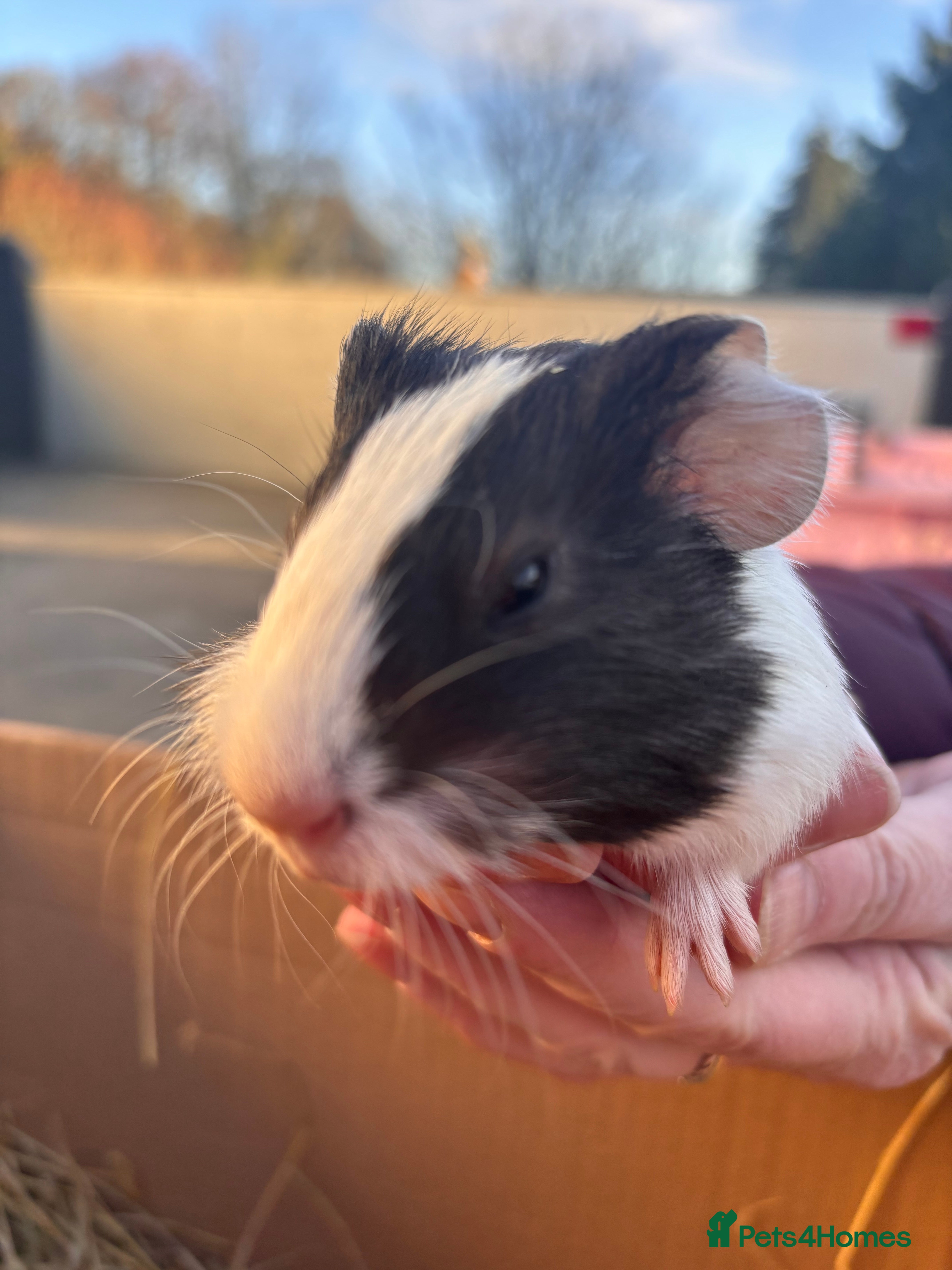 Guinea Pig rodents Guinea Pigs - Advert 1