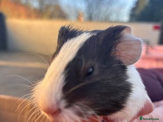 Guinea Pig rodents Guinea Pigs - Advert 1
