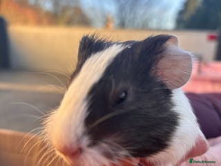 Guinea Pig rodents Guinea Pigs - Advert 8