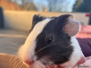 Guinea Pig rodents Guinea Pigs - Advert 7