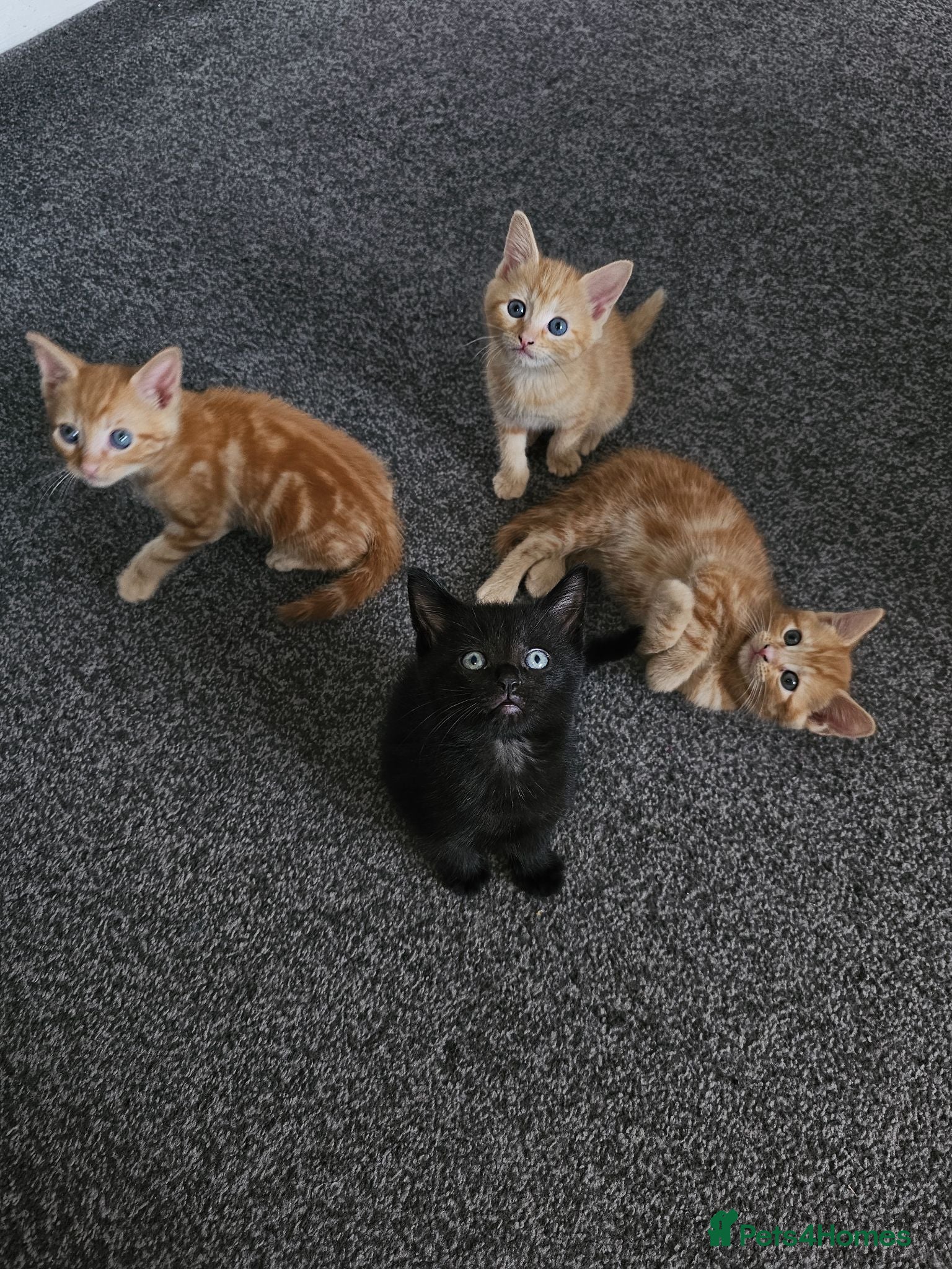 Mixed Breed cats 4 beautiful kittens left ready now !!!  - Advert 1