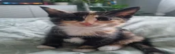 Mixed Breed cats for sale: Beautiful Calico girl - Advert 11